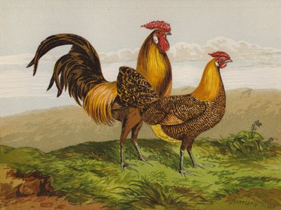 Hamburghs med gyllen blyant (chromolitho) av Harrison William Weir