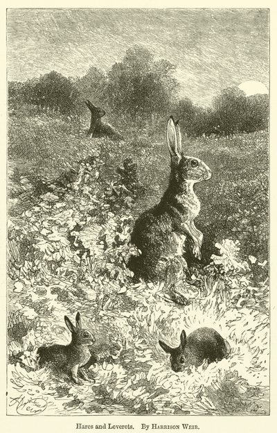 Harer og Leverets av Harrison William Weir