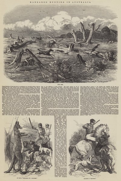 Kengurujakt i Australia av Harrison William Weir