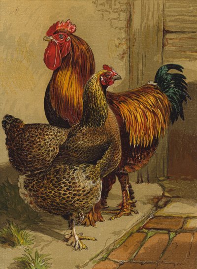 Partridge Cochins (chromolitho) av Harrison William Weir
