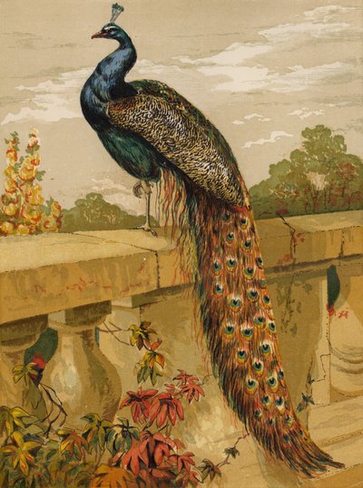Påfugl (chromolitho) av Harrison William Weir