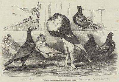 Duer utstilt av Philoperisteron Society av Harrison William Weir