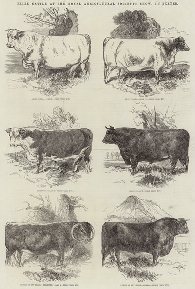 Premie storfe på Royal Agricultural Society