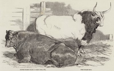 Premie storfe på Royal Agricultural Society