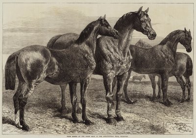 Premiehester på Horse Show i Agricultural Hall, Islington av Harrison William Weir