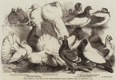Premieduer på utstillingen til Philo-Peristeron Society, nylig holdt i frimurersalen av Harrison William Weir