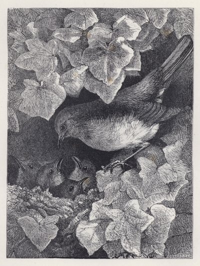 Robin forelest av sin far (gravering) av Harrison William Weir