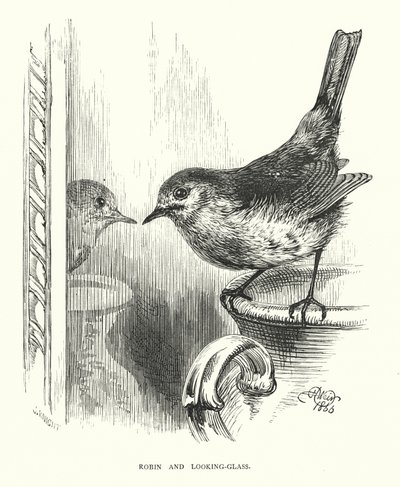 Robin og look-glass (gravering) av Harrison William Weir