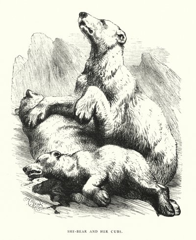 Hun-bjørn og ungene hennes (gravering) av Harrison William Weir