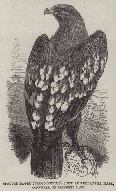 Spotted Eagle (Falco Nevius) skutt i Trebartha Hall, Cornwall, i desember i fjor av Harrison William Weir