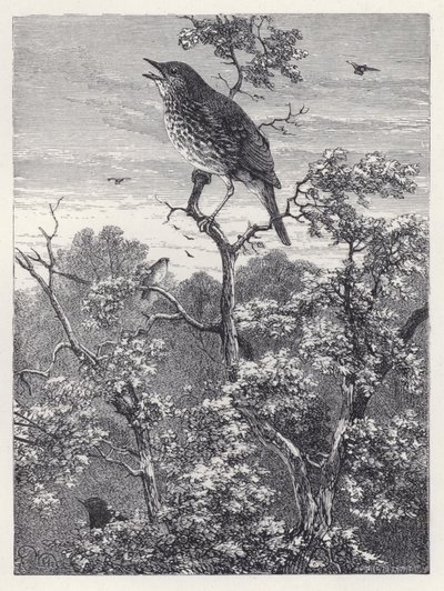 The Concert of Birds (gravering) av Harrison William Weir