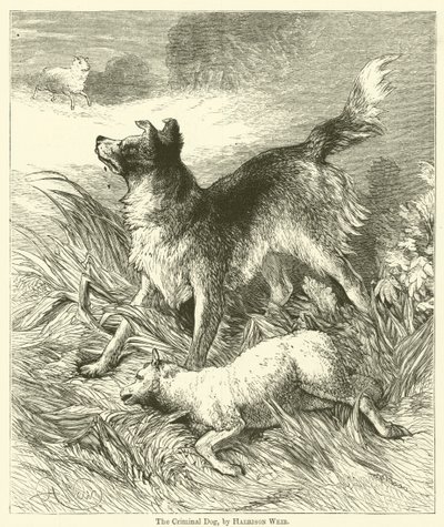 Den kriminelle hunden av Harrison William Weir