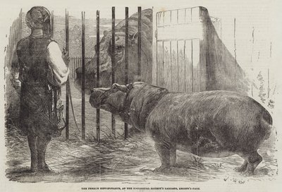 Den kvinnelige flodhest, ved Zoological Society