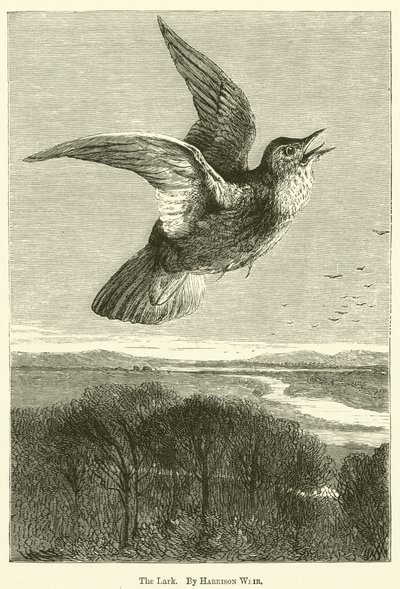 Lerken av Harrison William Weir