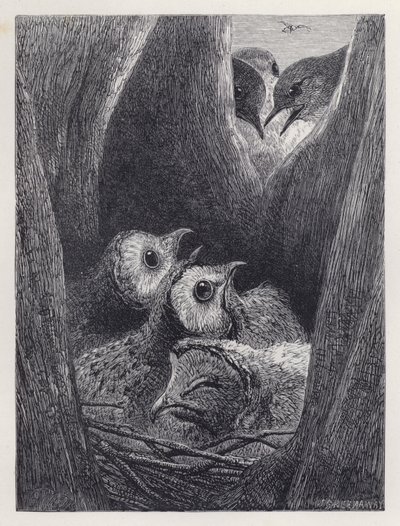 The Nest of Young Owls (gravering) av Harrison William Weir