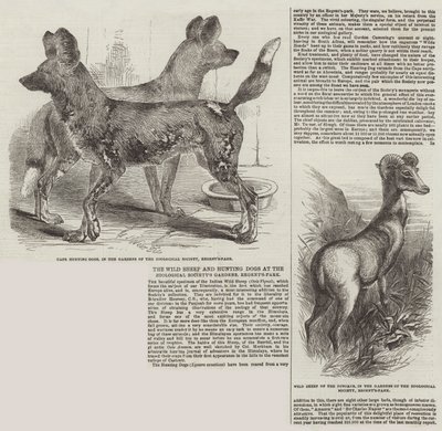 Villsauene og jakthundene i Zoological Society