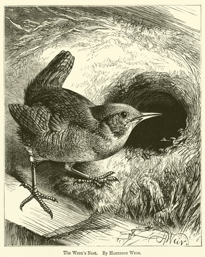 Wrens-redet av Harrison William Weir