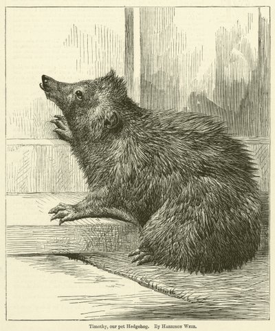 Timothy, vårt kjæledyr Hedgehog av Harrison William Weir