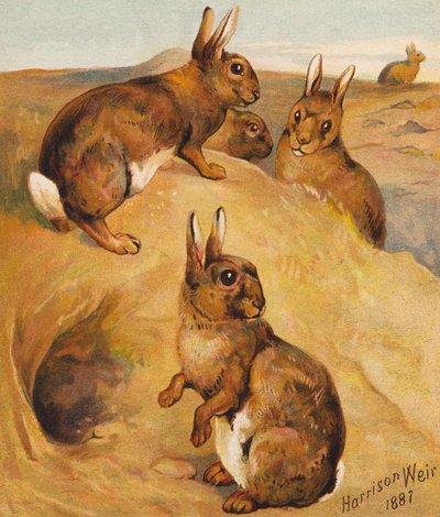 Ville kaniner (fargelitografi) av Harrison William Weir