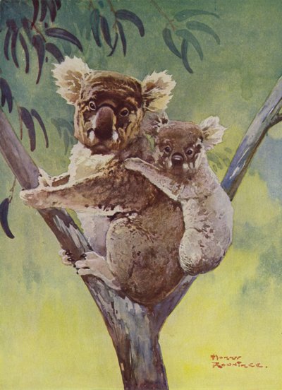 Koalabjørn og joey i et eukalyptustre, Australia (farge litho) av Harry Rountree