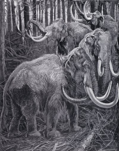 mammuter (litho) av Harry Hamilton (after) Johnston