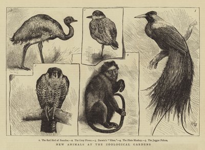 Nye dyr i zoologiske hager av Harry Hamilton Johnston