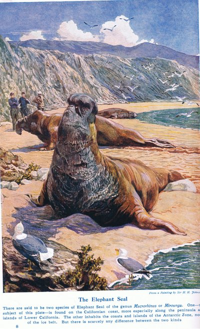 The Elephant Seal, illustrasjon fra 