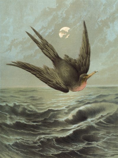 Fregattfugl (chromolitho) av Hector Giacomelli