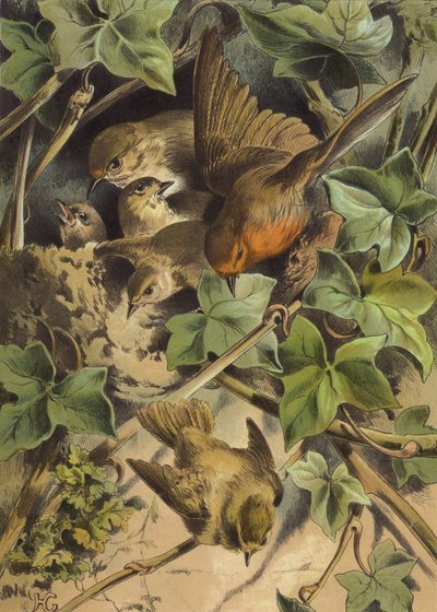 Robin, forlater redet (chromolitho) av Hector Giacomelli
