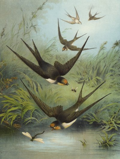 Svelge (chromolitho) av Hector Giacomelli