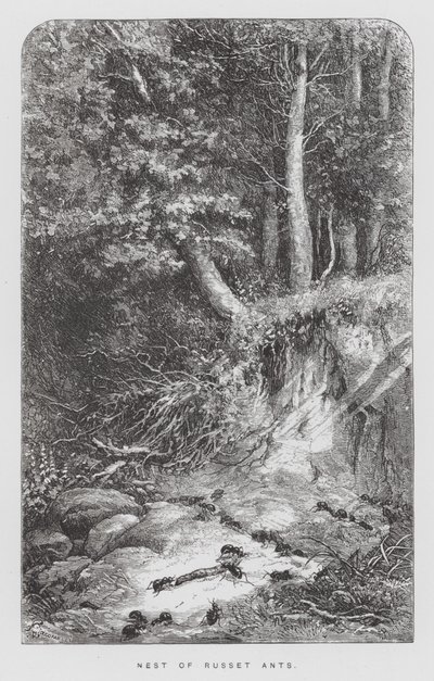 Insektet: Nest of Russet Ants (gravering) av Hector Giacomelli