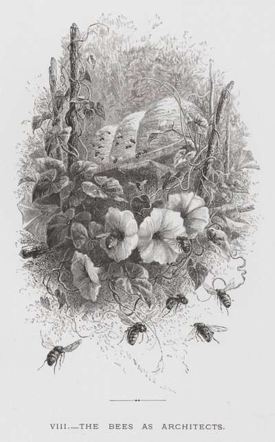 Insektet: Biene som arkitekter (gravering) av Hector Giacomelli
