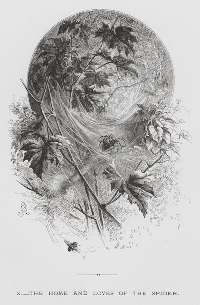 The Insect: The Home and Loves of the Spider (gravering) av Hector Giacomelli