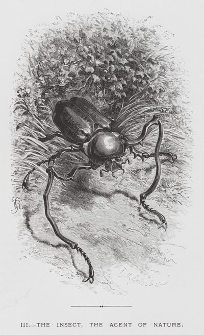 Insektet: Insektet, naturens agent (gravering) av Hector Giacomelli