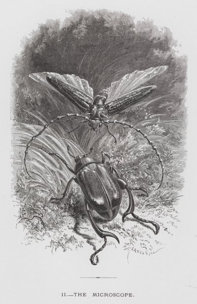 Insektet: Mikroskopet (gravering) av Hector Giacomelli