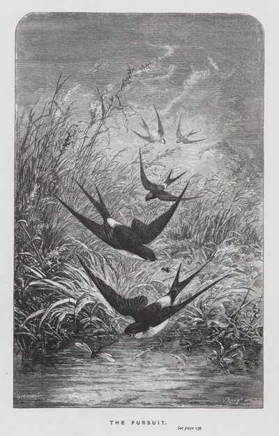 The Insect: The Pursuit (gravering) av Hector Giacomelli