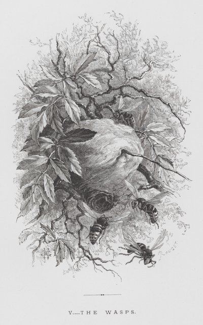 Insektet: Vepsene (gravering) av Hector Giacomelli