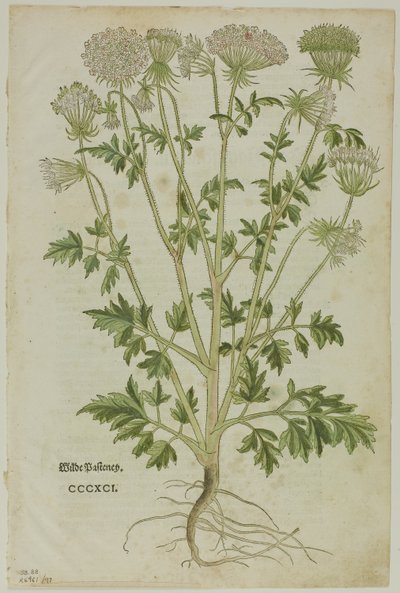 Blad fra New Kreuterbuch av Leonhart Fuchs, plate 97 fra Woodcuts from Books of the XVI Century av Heinrich Füllmaurer