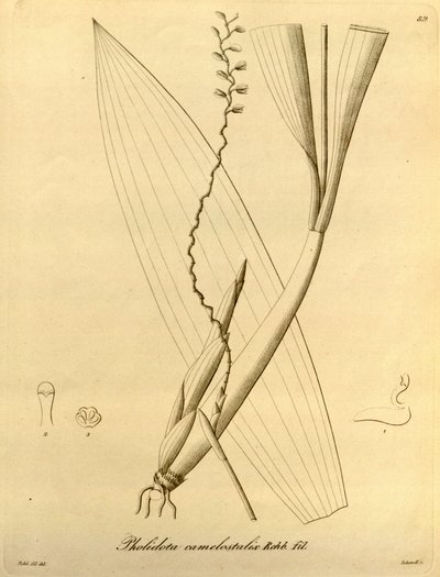 Illustrasjon av Pholiota camelostalix av Heinrich Gustav Reichenbach
