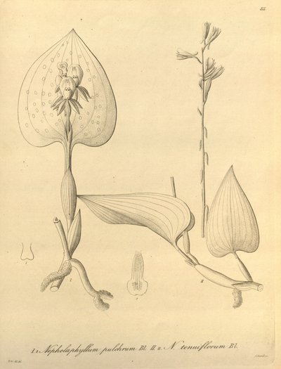 Denne filen kommer fra Biodiversity Heritage Library, og er tilgjengelig online på biodiversitylibrary.org/page/696488 av Heinrich Gustav Reichenbach