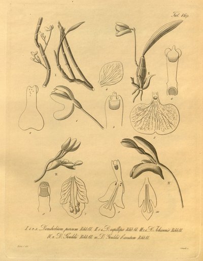 Denne filen kommer fra Biodiversity Heritage Library, og er tilgjengelig online på biodiversitylibrary.org/page/698365 av Heinrich Gustav Reichenbach