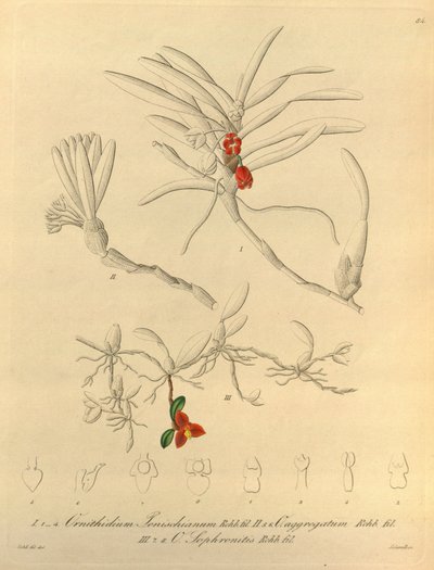 Denne filen kommer fra Biodiversity Heritage Library, og er tilgjengelig online på biodiversitylibrary.org/page/696484 av Heinrich Gustav Reichenbach