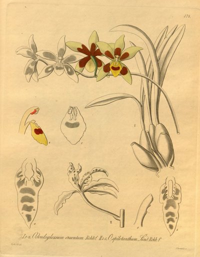 Denne filen kommer fra Biodiversity Heritage Library, og er tilgjengelig online på biodiversitylibrary.org/page/698370 av Heinrich Gustav Reichenbach