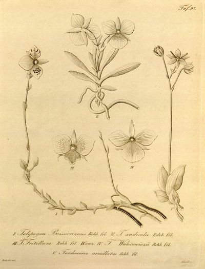 Denne filen kommer fra Biodiversity Heritage Library, og er tilgjengelig online på biodiversitylibrary.org/page/696497 av Heinrich Gustav Reichenbach