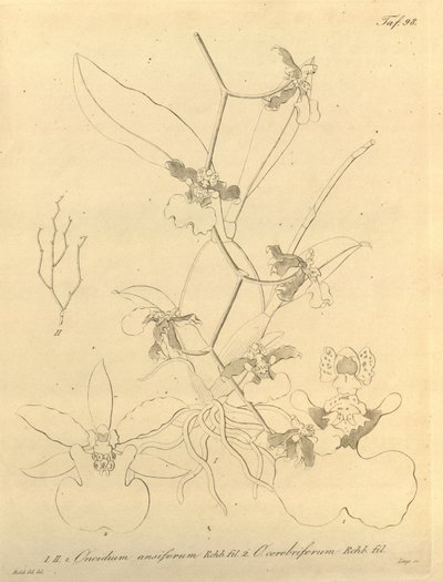 Denne filen kommer fra Biodiversity Heritage Library, og er tilgjengelig online på biodiversitylibrary.org/page/696498 av Heinrich Gustav Reichenbach