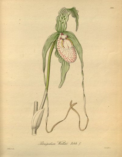 Denne filen kommer fra Biodiversity Heritage Library, og er tilgjengelig online på biodiversitylibrary.org/page/698377 av Heinrich Gustav Reichenbach