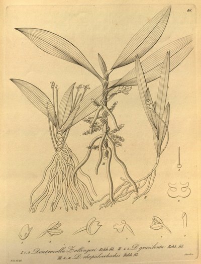 Denne filen kommer fra Biodiversity Heritage Library, og er tilgjengelig online på biodiversitylibrary.org/page/696486 av Heinrich Gustav Reichenbach