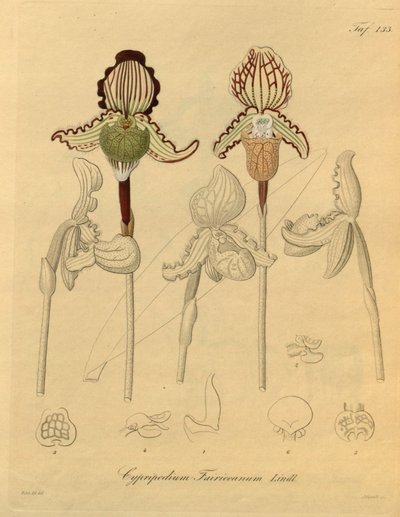 Denne filen kommer fra Biodiversity Heritage Library, og er tilgjengelig online på biodiversitylibrary.org/page/698329 av Heinrich Gustav Reichenbach