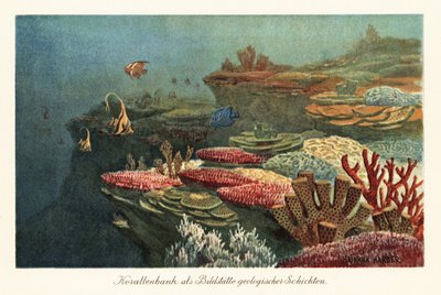 Gamle korallrev på havbunnen. av Heinrich Harder