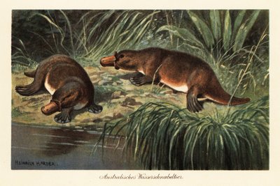 Andnebb nebbdyr, Ornithorhynchus anatinus, på en elvebredd. av Heinrich Harder